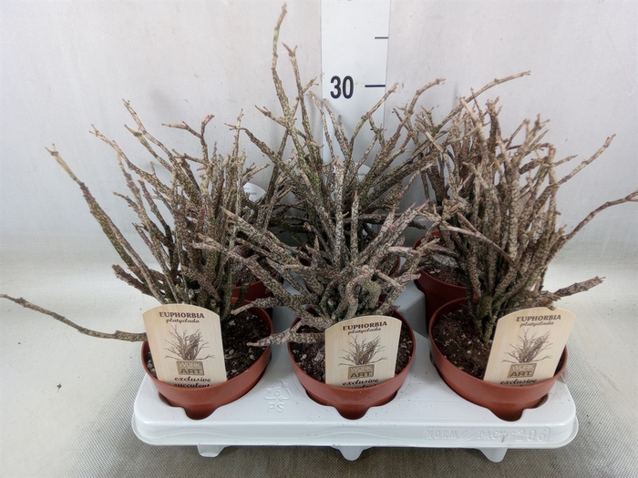 <h4>Euphorbia   ...</h4>