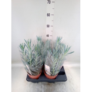 Curio ficoides 'Mount everest'