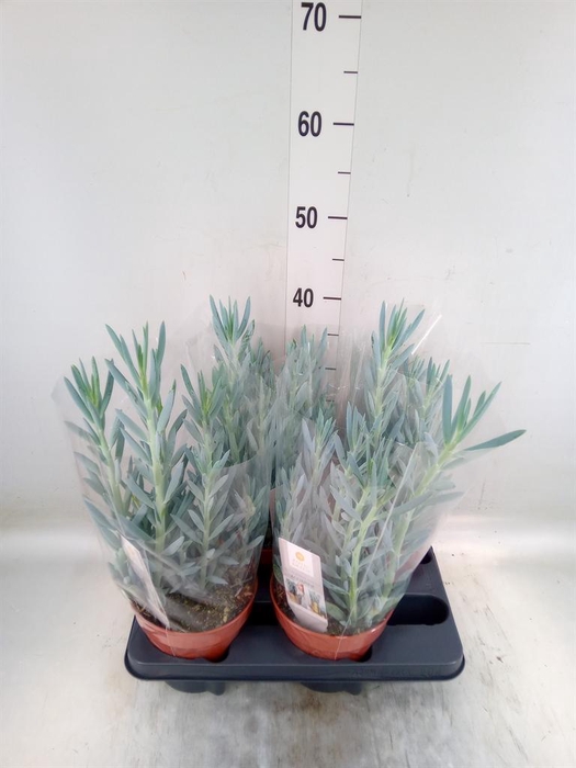 <h4>Curio ficoides 'Mount everest'</h4>