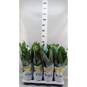 Spathiphyllum  'Diamond'