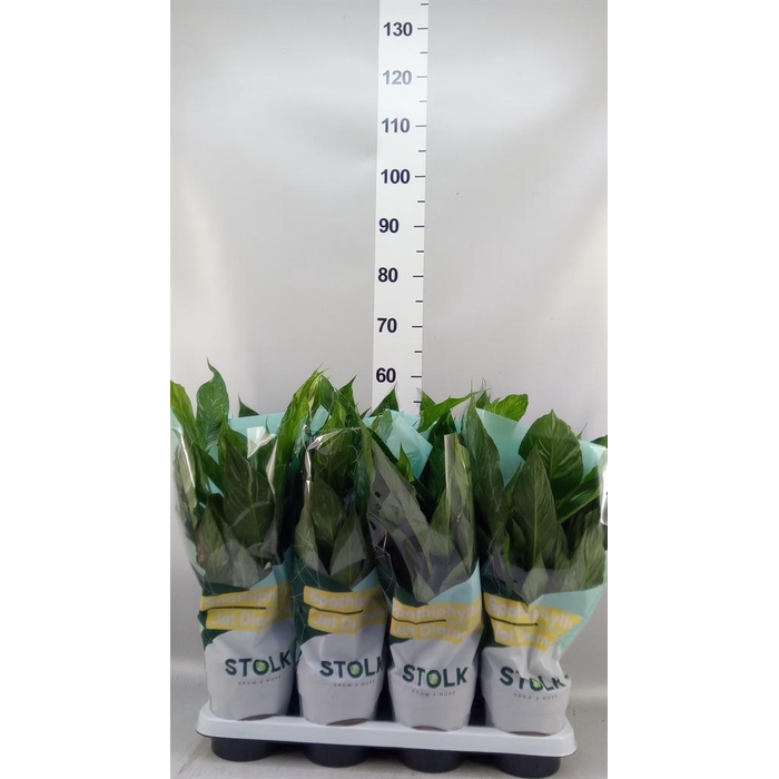 <h4>Spathiphyllum  'Diamond'</h4>