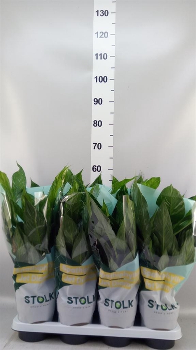 Spathiphyllum  'Diamond'
