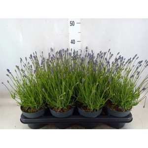 Lavandula angus. 'Essence Pure'