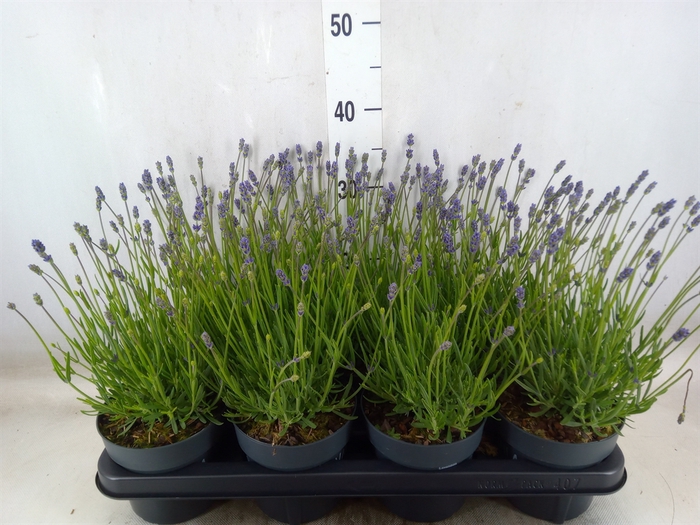 <h4>Lavandula angus. 'Essence Pure'</h4>