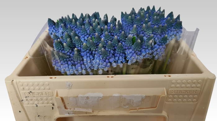 <h4>MUSCARI CAROLA</h4>