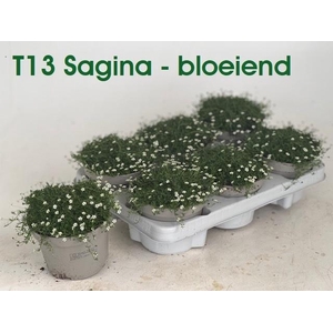 SAGINA SUBULATA