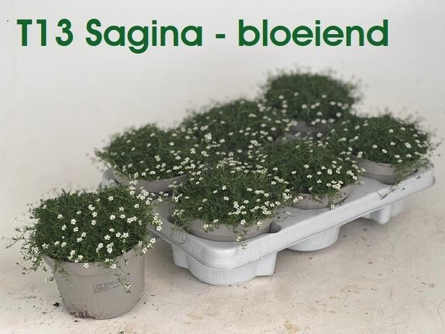 <h4>SAGINA SUBULATA</h4>