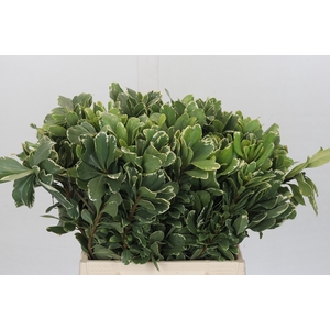 Pittosporum Ilan