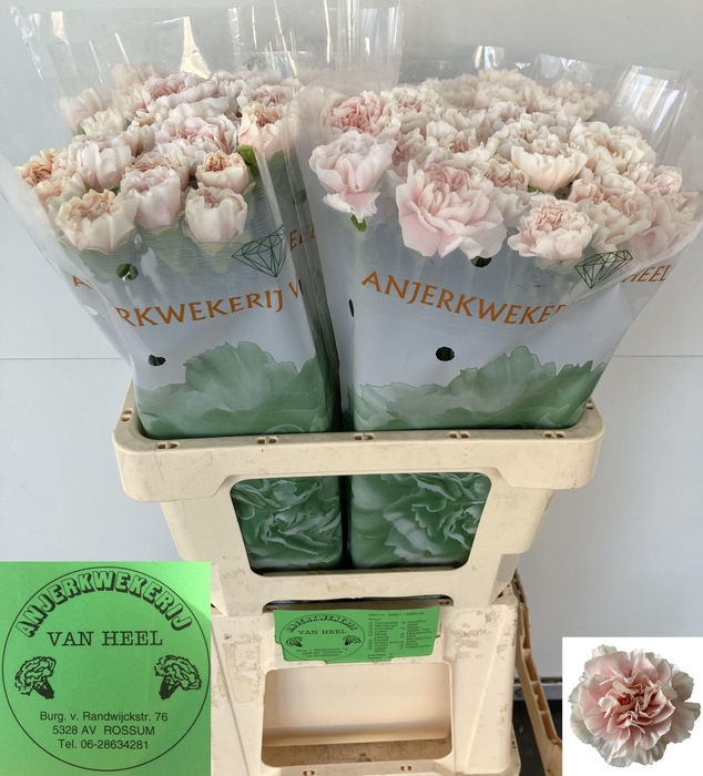 <h4>DI ST ALTAIR</h4>