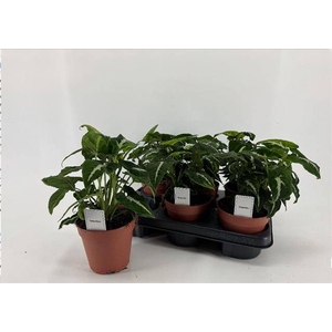 Syngonium Wendlandii 12Ø 25cm