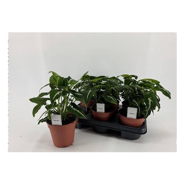 <h4>Syngonium Wendlandii 12Ø 25cm</h4>