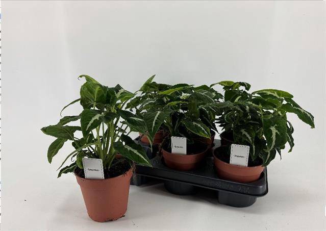 Syngonium Wendlandii 12Ø 25cm