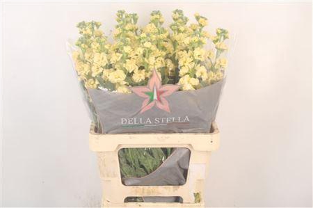 <h4>Matth Iron Yellow</h4>