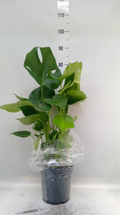 <h4>Monstera delic.</h4>