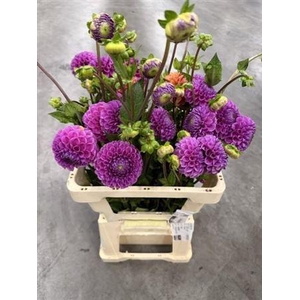 Dahl Ball Lila