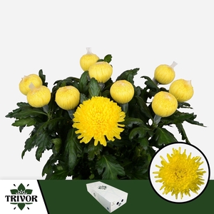 Chr G Pjotr Trivor