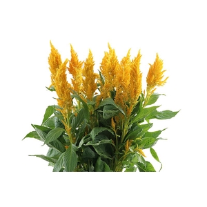 Celosia Sunday Gold Super