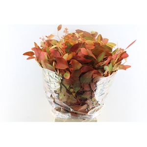 Euca Populus Berry Deluxe 300 Gram