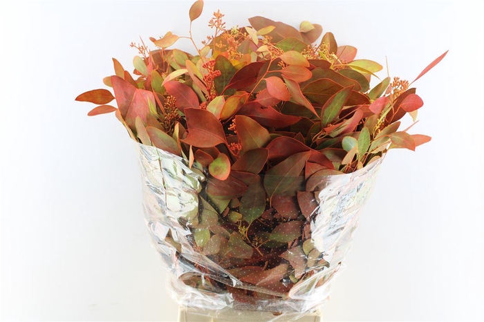 <h4>Euca Populus Berry Deluxe 300 Gram</h4>