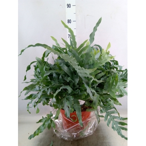 Phlebodium aureum 'Blue Star'