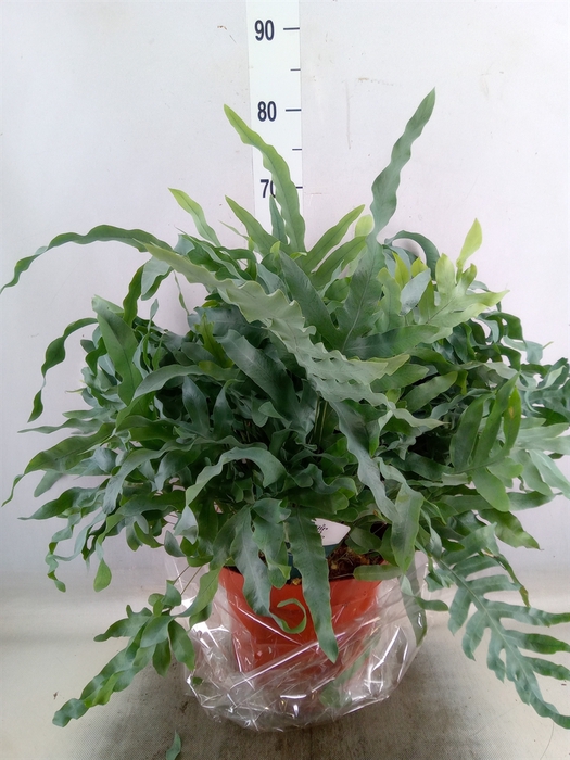 <h4>Phlebodium aureum 'Blue Star'</h4>