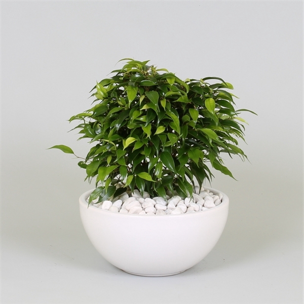 <h4>Arrangement Ficus Green Kinky in schaal</h4>