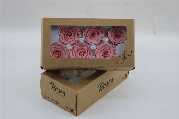 <h4>Rosa Preserved Pink</h4>