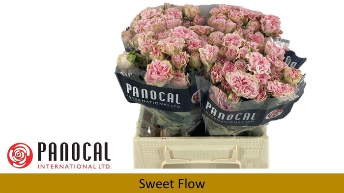 <h4>R TR SWEET FLOW</h4>