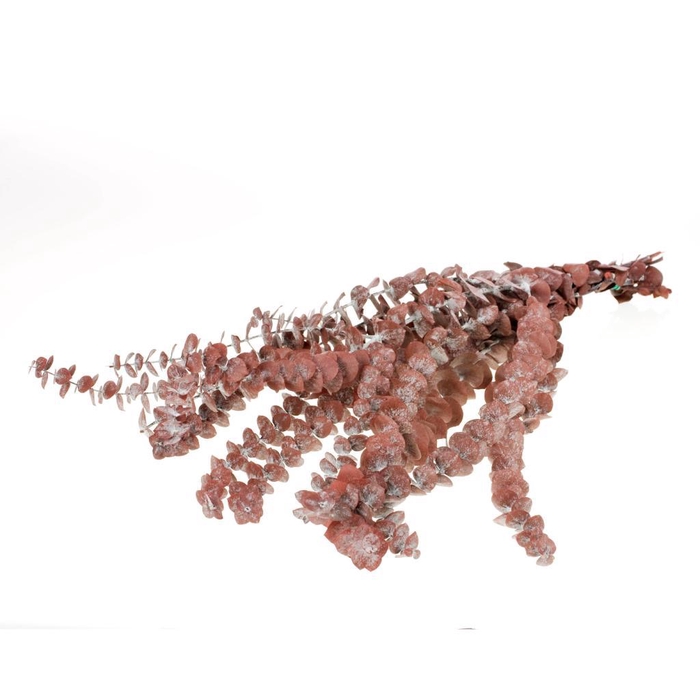 <h4>Eucalyptus Baby Preserved Red</h4>