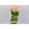 Zantedeschia Eydolls Salmon