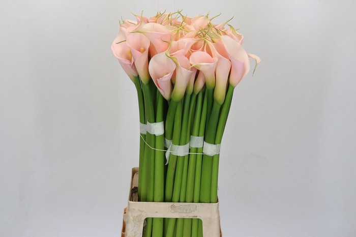Zantedeschia Eydolls Salmon