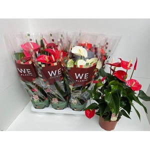 Anthurium Andr. gemengd 4 kleuren