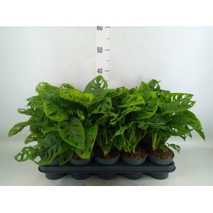 Monstera obliqua 'Leichtlinii'