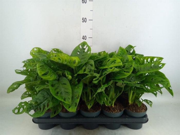<h4>Monstera obliqua 'Leichtlinii'</h4>