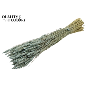 Triticum per bunch Frosted Light Blue