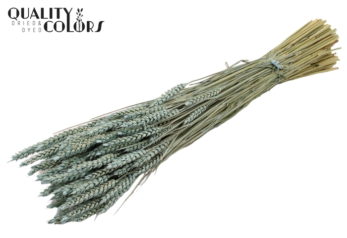 <h4>Triticum per bunch Frosted Light Blue</h4>