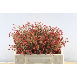 Rosa Fair Jewel Red