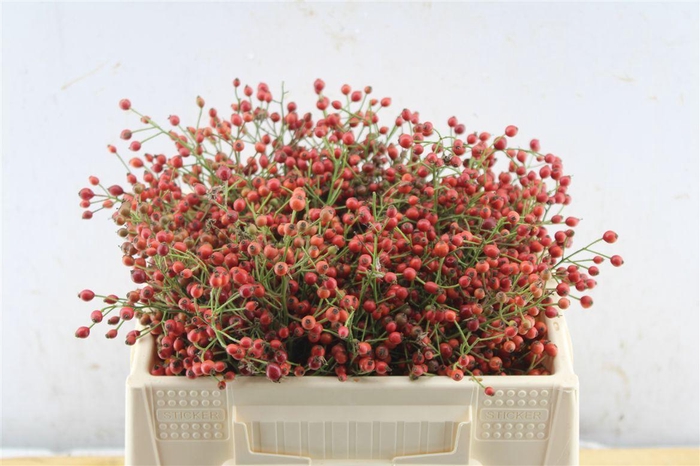 <h4>Rosa Fair Jewel Red</h4>