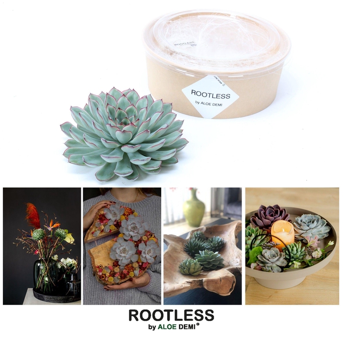 <h4>ROOTLESS Echeveria pulidonis 12-14 cm kraft box DIY</h4>
