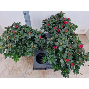 RHODO SI NORDL VOGEL