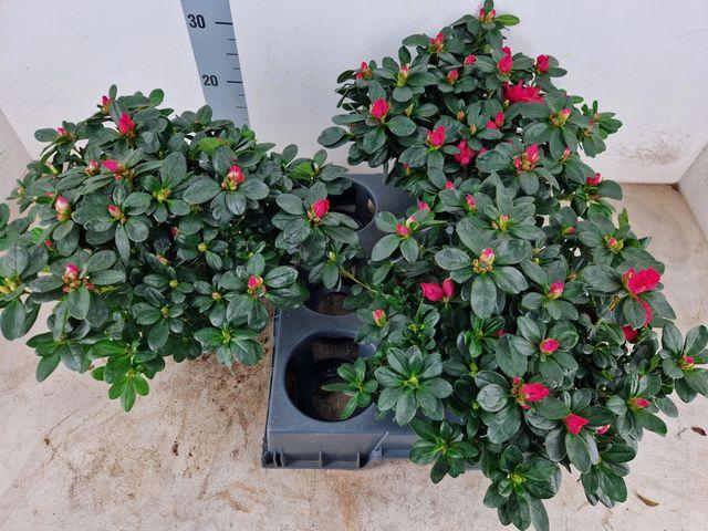 <h4>RHODO SI NORDL VOGEL</h4>