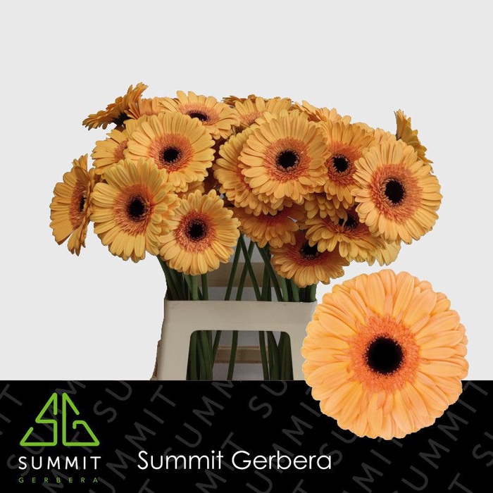 <h4>Gerbera Jetset Lang Gelijk 56cm Water x40</h4>