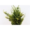 Juniperus Yellow