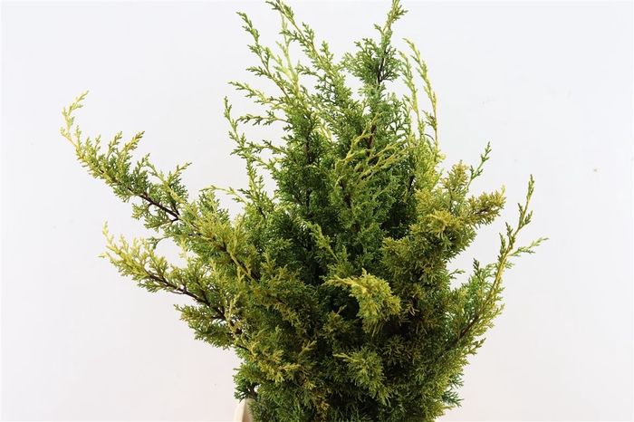 <h4>Juniperus Yellow</h4>