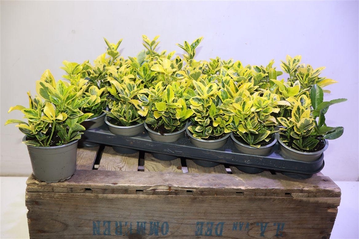 <h4>Euonymus Ja Ova Aure</h4>