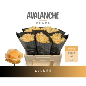 R Gr Avalanche Peach Allure Berg X50