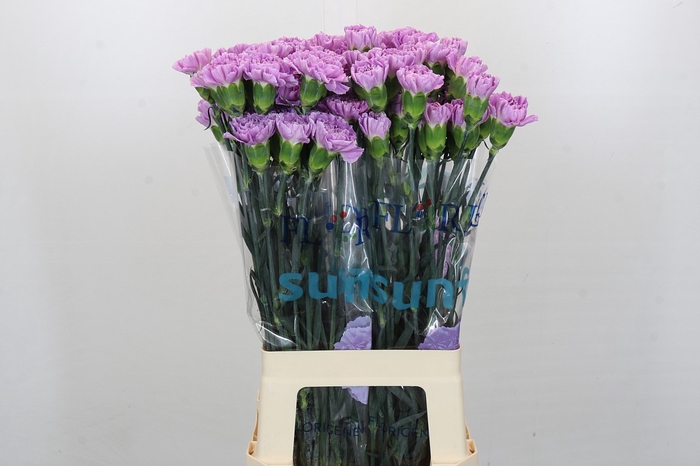 <h4>Dianthus St Florigene Moonaqua</h4>