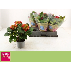 HYDR M DUTCH L SELMA
