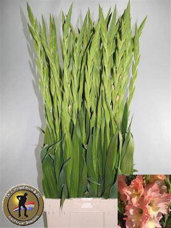 <h4>Glad Gr Careless</h4>