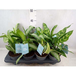 Aglaonema   ...mix